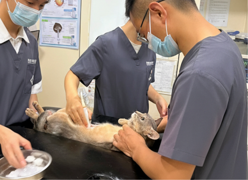 深圳宠物耳鼻喉医疗机构推荐:科学诊疗与温暖守护的平衡之选(图3)